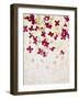 Lilac, Syringa Vulgaris, Blossoms, Pink, White-Axel Killian-Framed Photographic Print