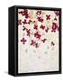 Lilac, Syringa Vulgaris, Blossoms, Pink, White-Axel Killian-Framed Stretched Canvas