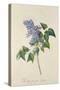 Lilac: Syringa Vulgaris, from `Theatrum Florae'-Emanuel Sweert-Stretched Canvas