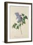 Lilac: Syringa Vulgaris, from `Theatrum Florae'-Emanuel Sweert-Framed Giclee Print