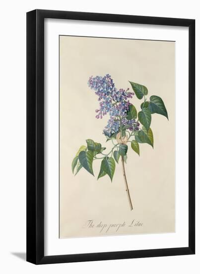 Lilac: Syringa Vulgaris, from `Theatrum Florae'-Emanuel Sweert-Framed Giclee Print