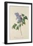 Lilac: Syringa Vulgaris, from `Theatrum Florae'-Emanuel Sweert-Framed Giclee Print