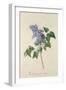 Lilac: Syringa Vulgaris, from `Theatrum Florae'-Emanuel Sweert-Framed Giclee Print