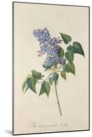 Lilac: Syringa Vulgaris, from `Theatrum Florae'-Emanuel Sweert-Mounted Giclee Print