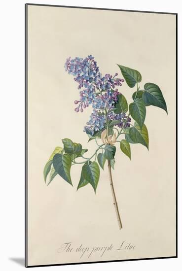 Lilac: Syringa Vulgaris, from `Theatrum Florae'-Emanuel Sweert-Mounted Giclee Print