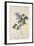 Lilac: Syringa Vulgaris, from `Theatrum Florae'-Emanuel Sweert-Framed Giclee Print