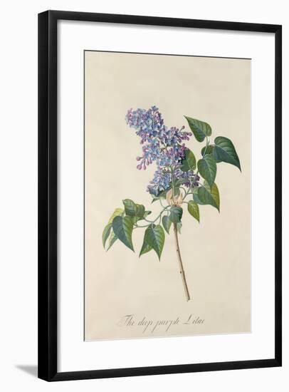 Lilac: Syringa Vulgaris, from `Theatrum Florae'-Emanuel Sweert-Framed Giclee Print