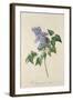 Lilac: Syringa Vulgaris, from `Theatrum Florae'-Emanuel Sweert-Framed Giclee Print