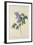 Lilac: Syringa Vulgaris, from `Theatrum Florae'-Emanuel Sweert-Framed Giclee Print