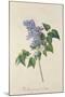 Lilac: Syringa Vulgaris, from `Theatrum Florae'-Emanuel Sweert-Mounted Giclee Print