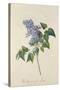 Lilac: Syringa Vulgaris, from `Theatrum Florae'-Emanuel Sweert-Stretched Canvas