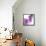 Lilac (Syringa Vulgaris)-Cristina-Framed Stretched Canvas displayed on a wall