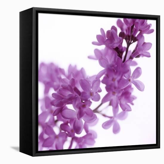 Lilac (Syringa Vulgaris)-Cristina-Framed Stretched Canvas