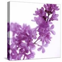 Lilac (Syringa Vulgaris)-Cristina-Stretched Canvas