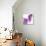 Lilac (Syringa Vulgaris)-Cristina-Stretched Canvas displayed on a wall