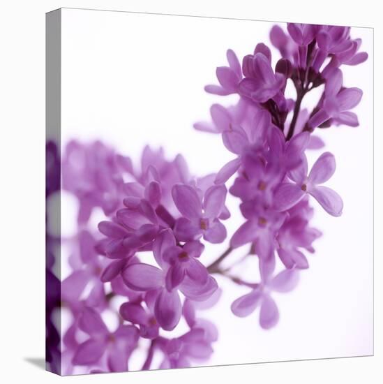 Lilac (Syringa Vulgaris)-Cristina-Stretched Canvas