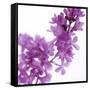 Lilac (Syringa Vulgaris)-Cristina-Framed Stretched Canvas