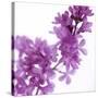 Lilac (Syringa Vulgaris)-Cristina-Stretched Canvas