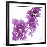 Lilac (Syringa Vulgaris)-Cristina-Framed Premium Photographic Print