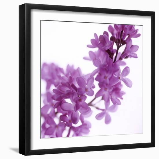 Lilac (Syringa Vulgaris)-Cristina-Framed Premium Photographic Print