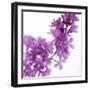 Lilac (Syringa Vulgaris)-Cristina-Framed Premium Photographic Print