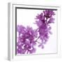 Lilac (Syringa Vulgaris)-Cristina-Framed Premium Photographic Print