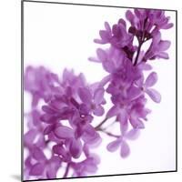 Lilac (Syringa Vulgaris)-Cristina-Mounted Premium Photographic Print