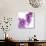 Lilac (Syringa Vulgaris)-Cristina-Photographic Print displayed on a wall