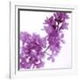 Lilac (Syringa Vulgaris)-Cristina-Framed Photographic Print