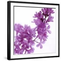 Lilac (Syringa Vulgaris)-Cristina-Framed Photographic Print