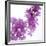 Lilac (Syringa Vulgaris)-Cristina-Framed Photographic Print