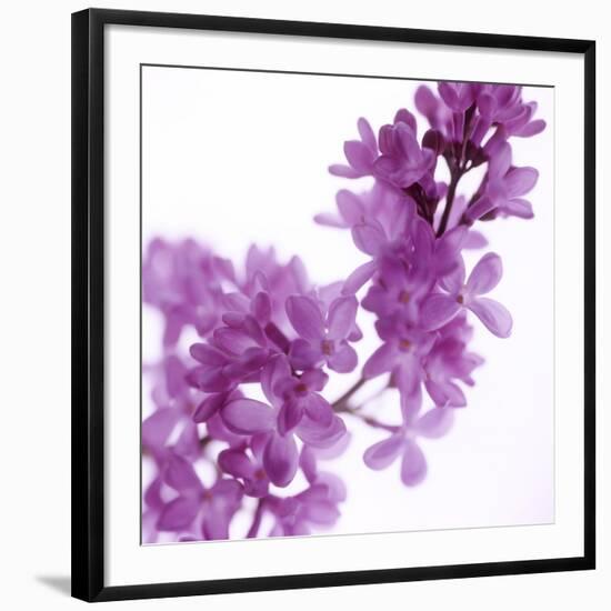 Lilac (Syringa Vulgaris)-Cristina-Framed Photographic Print