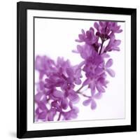 Lilac (Syringa Vulgaris)-Cristina-Framed Photographic Print