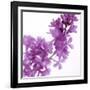 Lilac (Syringa Vulgaris)-Cristina-Framed Photographic Print