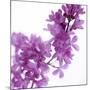 Lilac (Syringa Vulgaris)-Cristina-Mounted Photographic Print