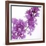 Lilac (Syringa Vulgaris)-Cristina-Framed Photographic Print