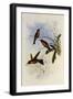 Lilac-Throat, Phaiolaima Rubinoides-John Gould-Framed Giclee Print