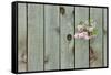 Lilac Through a Fence-Henry Steven-Framed Stretched Canvas