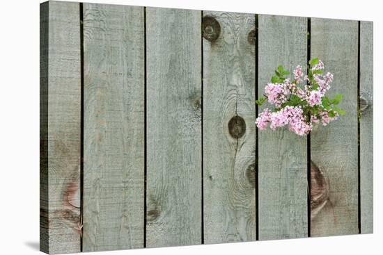 Lilac Through a Fence-Henry Steven-Stretched Canvas