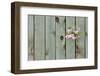 Lilac Through a Fence-Henry Steven-Framed Photographic Print