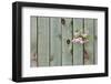 Lilac Through a Fence-Henry Steven-Framed Photographic Print