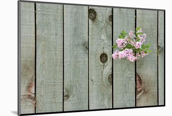 Lilac Through a Fence-Henry Steven-Mounted Photographic Print