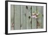 Lilac Through a Fence-Henry Steven-Framed Photographic Print