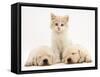 Lilac Tortoiseshell Kitten Between Two Sleeping Golden Retriever Puppies-Jane Burton-Framed Stretched Canvas