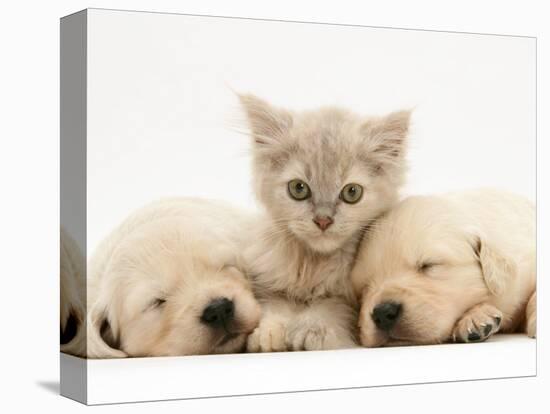 Lilac Tortoiseshell Kitten Between Two Sleeping Golden Retriever Puppies-Jane Burton-Stretched Canvas