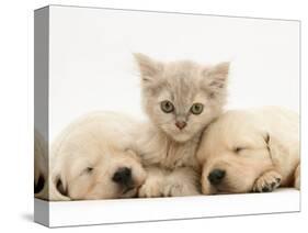 Lilac Tortoiseshell Kitten Between Two Sleeping Golden Retriever Puppies-Jane Burton-Stretched Canvas