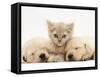 Lilac Tortoiseshell Kitten Between Two Sleeping Golden Retriever Puppies-Jane Burton-Framed Stretched Canvas