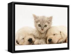 Lilac Tortoiseshell Kitten Between Two Sleeping Golden Retriever Puppies-Jane Burton-Framed Stretched Canvas