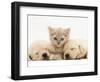Lilac Tortoiseshell Kitten Between Two Sleeping Golden Retriever Puppies-Jane Burton-Framed Premium Photographic Print