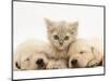 Lilac Tortoiseshell Kitten Between Two Sleeping Golden Retriever Puppies-Jane Burton-Mounted Premium Photographic Print